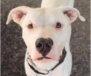 Mutt Dogs for adoption in Woodland, CA, USA