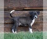 Small #7 Border Collie Mix