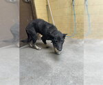 Small German Shepherd Dog