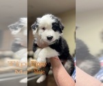 Puppy Tippy Australian Shepherd-Border-Aussie Mix