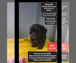 Image preview for Ad Listing. Nickname: Stella