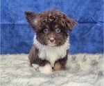 Small Photo #10 Aussiedoodle Miniature  Puppy For Sale in BLAKESBURG, IA, USA