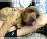 Small #7 American Pit Bull Terrier Mix