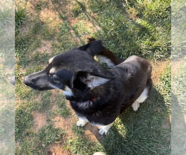 Medium Photo #4 Mutt Puppy For Sale in Mooresville, NC, USA