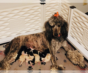 Poodle (Standard) Puppy for sale in LAS CRUCES, NM, USA