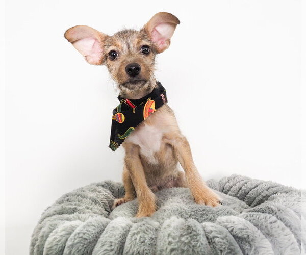 Medium Photo #6 Mutt Puppy For Sale in Phoenix, AZ, USA