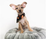 Small #5 Mutt