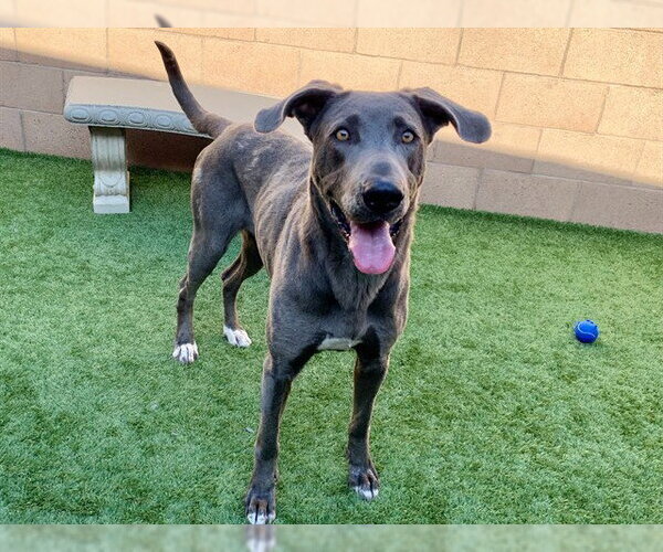 Medium Photo #1 Great Dane-Unknown Mix Puppy For Sale in Moreno Valley, CA, USA