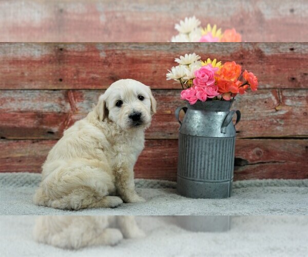 Medium Photo #5 English Cream Golden Retriever-Poodle (Standard) Mix Puppy For Sale in KARLSTAD, MN, USA