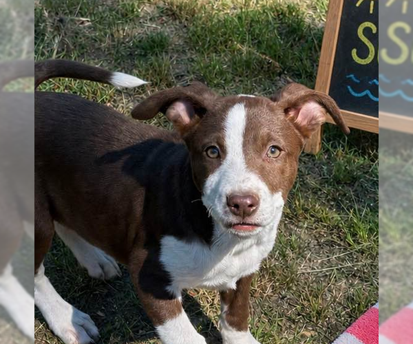 Medium Photo #1 Labrador Retriever Puppy For Sale in Yardley, PA, USA