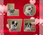 Small Photo #2 French Bulldog Puppy For Sale in CLINTON, IA, USA