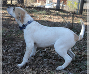 Magnum. Urgently needs Foster or Adopter - Male Beagle-Unknown Mix Dog for Adoption - Photo #3