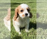 Small #5 Cavalier King Charles Spaniel