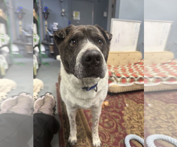 Medium Photo #2 Mutt Puppy For Sale in NEWPORT NH, NH, USA