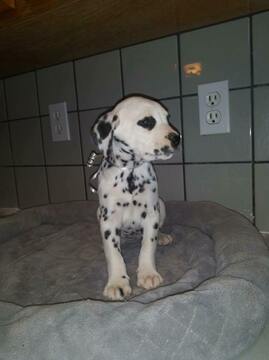 Medium Photo #21 Dalmatian Puppy For Sale in DELANO, CA, USA