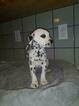 Small Photo #21 Dalmatian Puppy For Sale in DELANO, CA, USA
