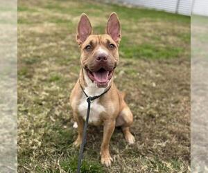 Mutt Dogs for adoption in Modesto, CA, USA