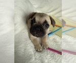 Small Photo #11 French Bulldog Puppy For Sale in OPP, AL, USA