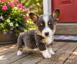 Pembroke Welsh Corgi Puppy for sale in MILTON, WI, USA
