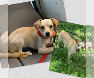 Mutt Dogs for adoption in Naples, FL, USA