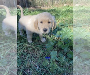 Golden Retriever Puppy for sale in HUMBOLDT, IA, USA