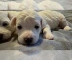Small Photo #12 Bichon Frise Puppy For Sale in MAITLAND, FL, USA
