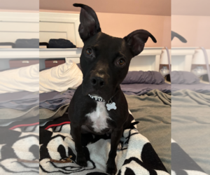 SUMMI - Female Labrador Retriever-Unknown Mix Dog for Adoption - Photo #2