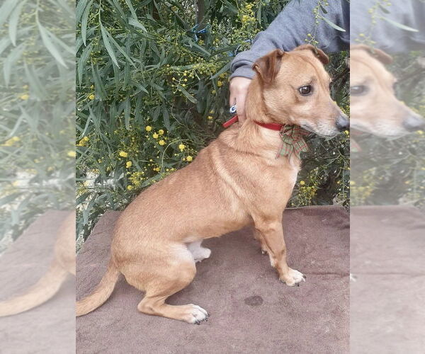 Medium Photo #8 Chihuahua Puppy For Sale in San Diego, CA, USA