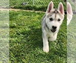 Small Photo #12 Siberian Husky Puppy For Sale in BLOOMFIELD, KY, USA