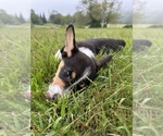 Small #22 Pembroke Welsh Corgi