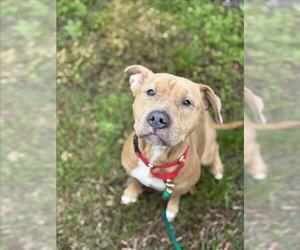 American Pit Bull Terrier-Unknown Mix Dogs for adoption in Vero Beach, FL, USA