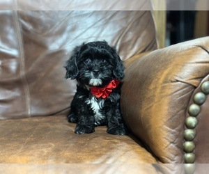 Cavapoo Puppy for sale in CAMPBELLSVILLE, KY, USA