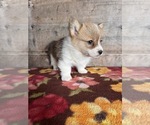 Small #10 Pembroke Welsh Corgi