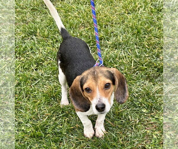 Medium Photo #2 Beagle Puppy For Sale in Batavia, OH, USA