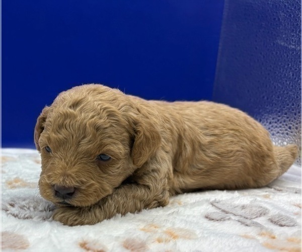 Medium Photo #2 Poodle (Miniature) Puppy For Sale in BLUE MOUND, TX, USA