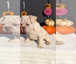 Small #5 French Bulldog