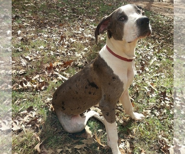 Medium Photo #1 Great Dane Puppy For Sale in HOGANSVILLE, GA, USA