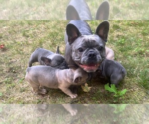 Mother of the French Bulldog puppies born on 06/06/2023