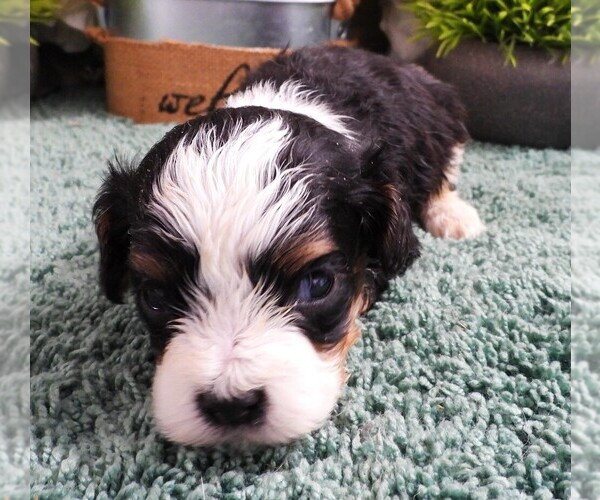 Medium Photo #3 Cavapoo (Miniature) Puppy For Sale in CARLISLE, KY, USA