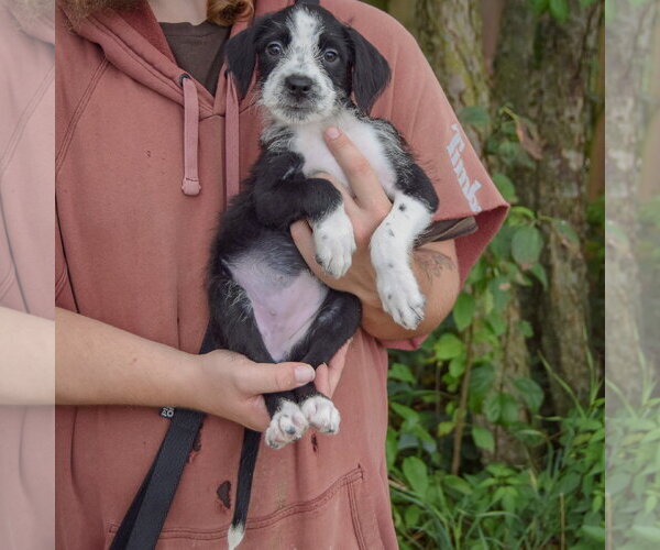 Medium Photo #3 Mutt Puppy For Sale in Huntley, IL, USA