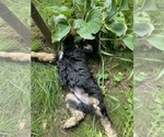 Small Photo #23 Aussiedoodle Miniature  Puppy For Sale in COMMERCE, MI, USA