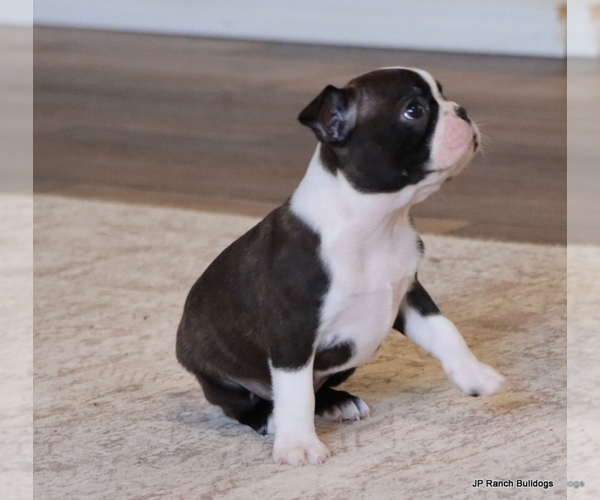 Medium Photo #21 Boston Terrier Puppy For Sale in WINNSBORO, TX, USA