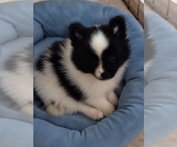 Medium Photo #1 Pomeranian Puppy For Sale in SPOTSYLVANIA, VA, USA