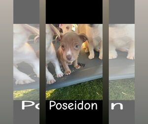 American Pit Bull Terrier-Siberian Husky Mix Dogs for adoption in Turlock, CA, USA