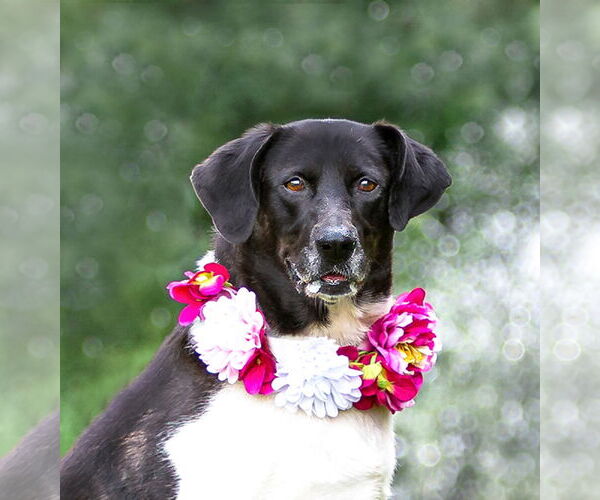 Medium Photo #8 Border Collie-Unknown Mix Puppy For Sale in Unionville, PA, USA