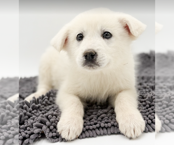 Medium Photo #3 Pyrenees Husky Puppy For Sale in Brooklyn, NY, USA