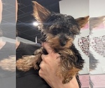 Small #10 Yorkshire Terrier
