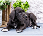 Small #8 Great Dane