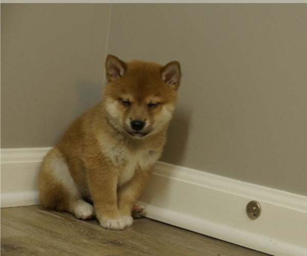 Medium Photo #28 Shiba Inu Puppy For Sale in CARPENTERSVILLE, IL, USA