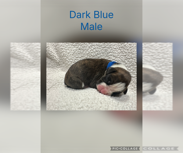 Medium Photo #8 Boxer Puppy For Sale in RALEIGH, NC, USA